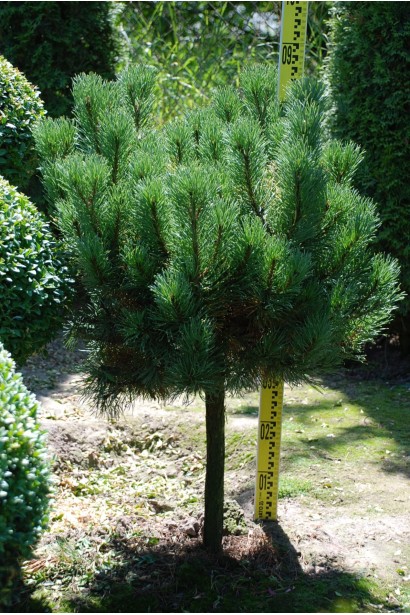 Сосна гiрська Карстенс Вiнтерголд на штамбі